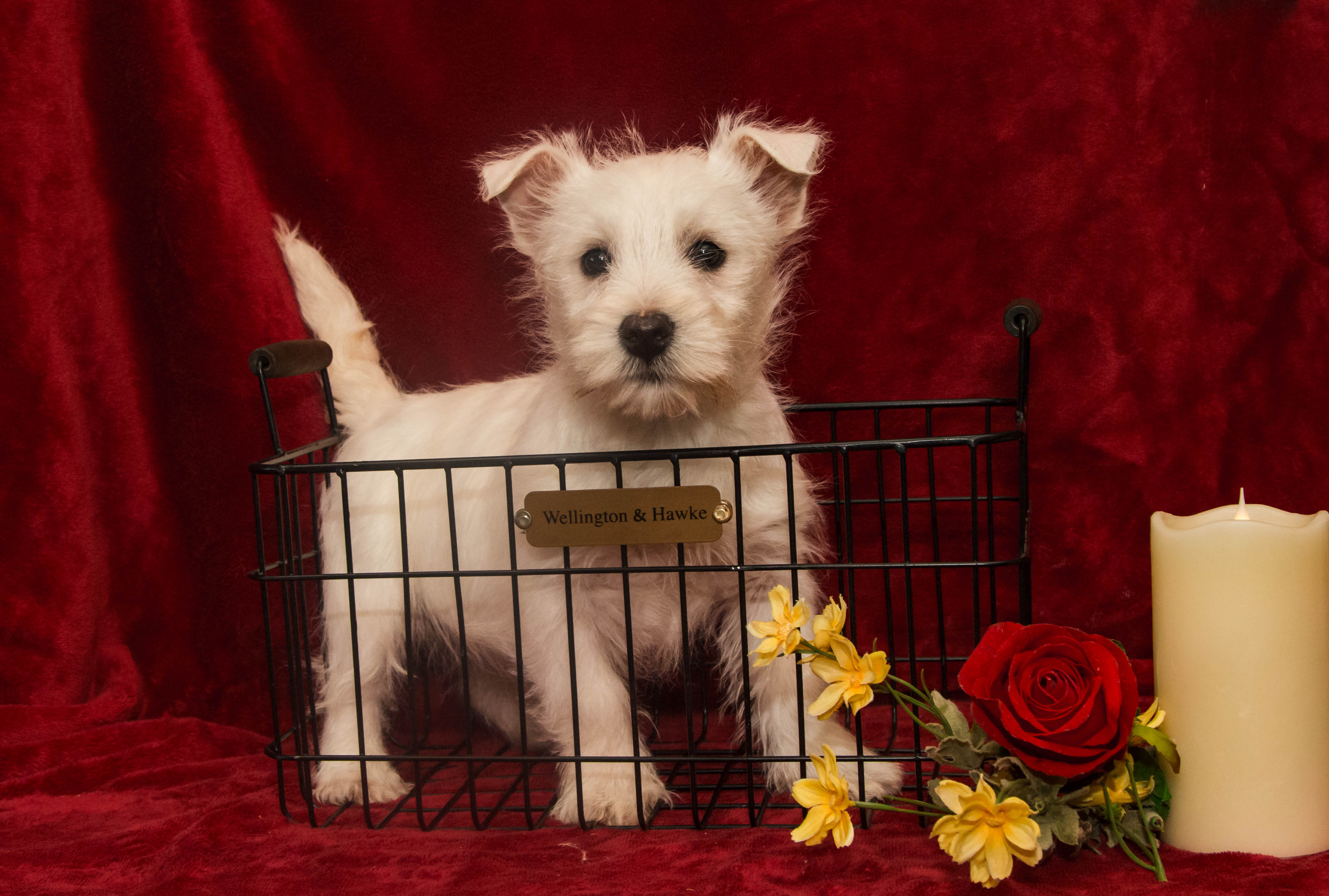 puppy, for, sale, West Highland White Terrier, Amos B. King, dog, breeder, Romney, WV, dog-breeder, puppy-for-sale, forsale, nearby, find, puppyfind, locator, puppylocator, aca